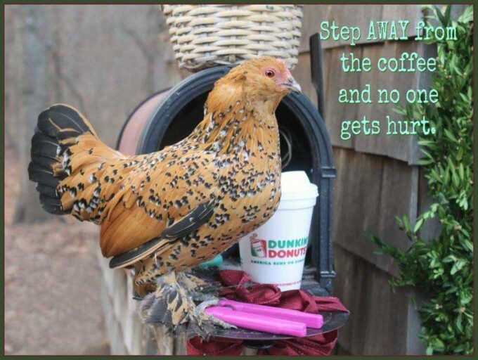A Mille Fleur d'Uccles Bantam stands by a Dunkin' Donuts cup; text: "Step AWAY from the coffee and no one gets hurt.