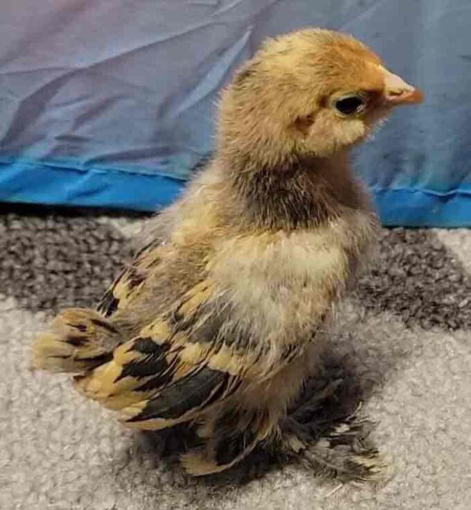 A Mille Fleur d'Uccles Bantam chick with brown and black feathers stands on a textured surface near a blue background.