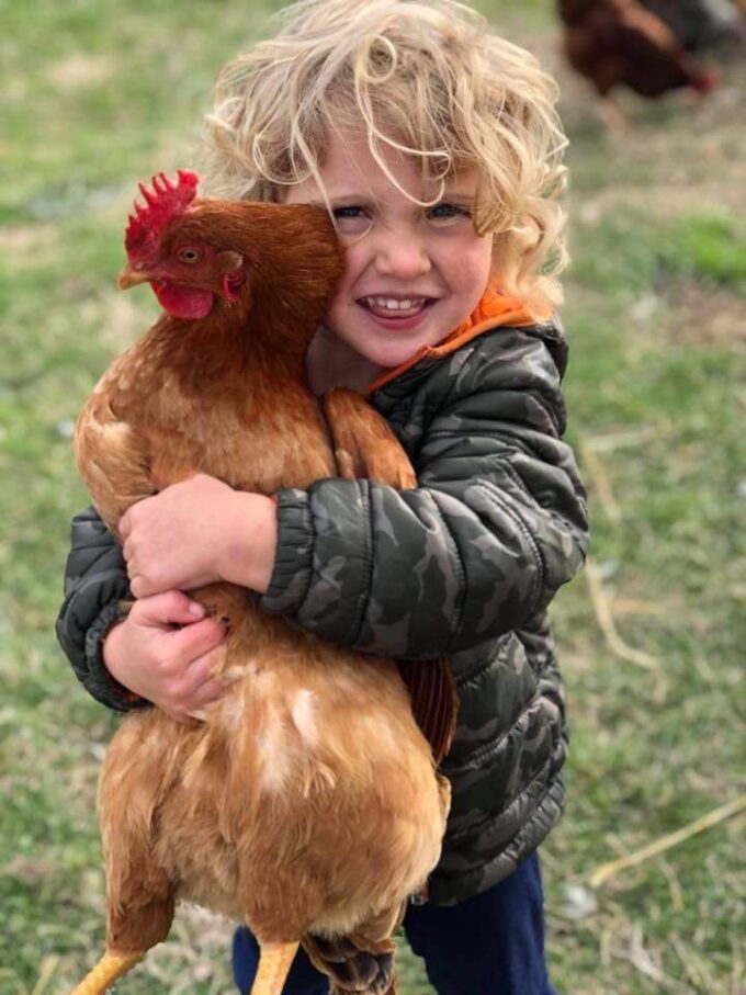 New hampshire Chicken