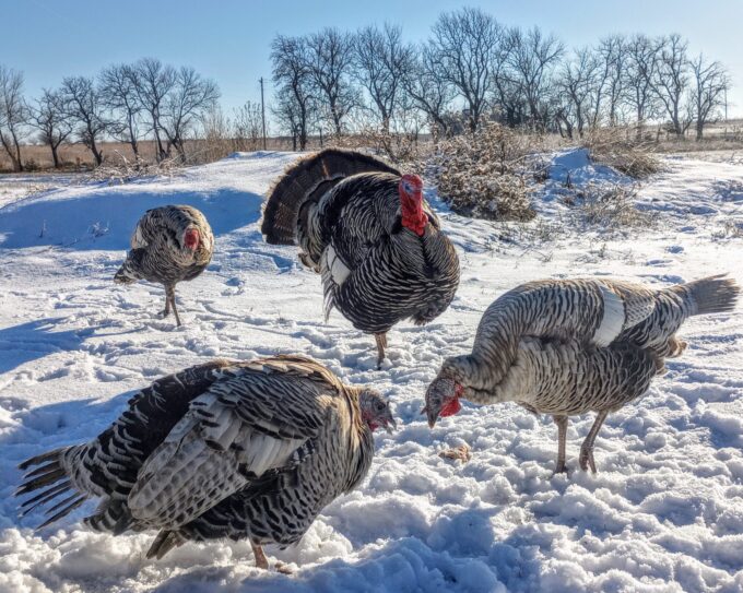 Narragansett Turkey