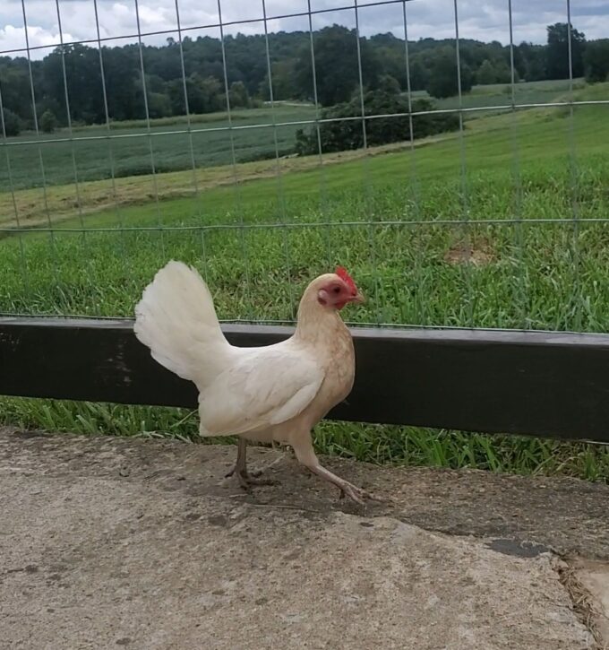 Red Pyle Old English Bantam