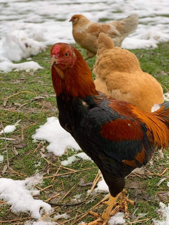Saipan Jungle Fowl Chicken