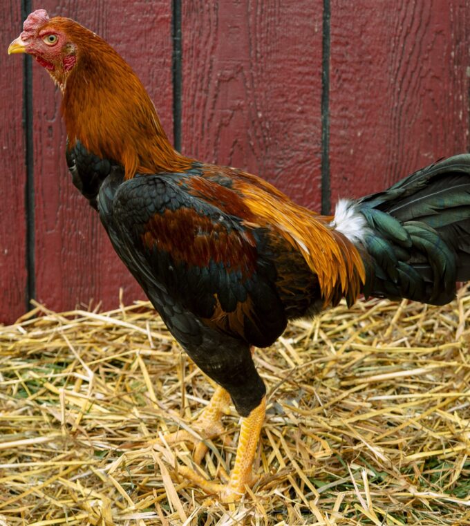 Saipan Rooster