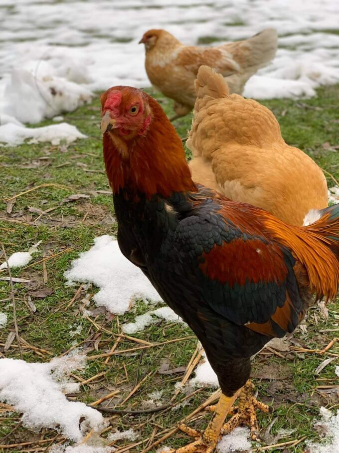 Saipan Jungle Fowl