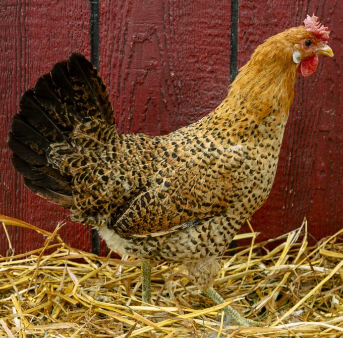 Sicilian Buttercup Hen