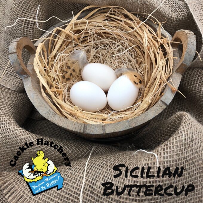 Sicilian Buttercup Eggs