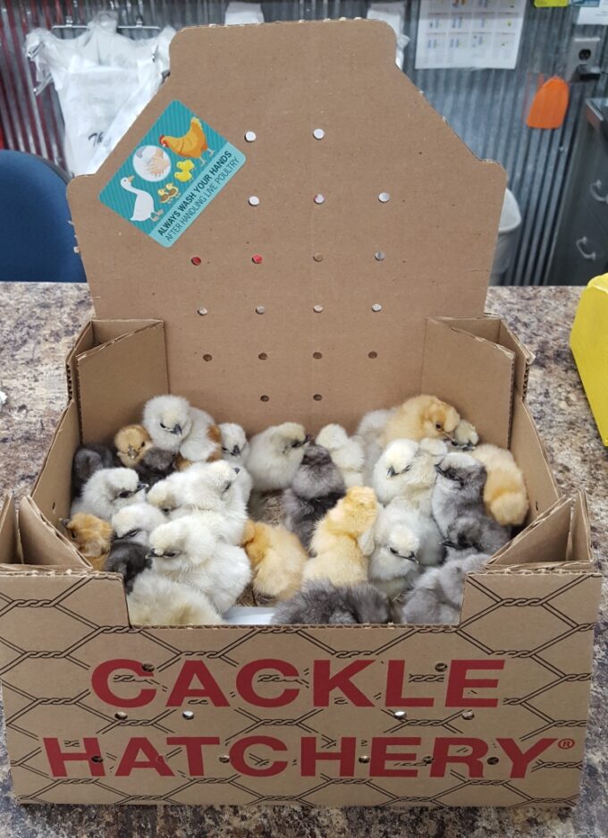 Silkie Assortment