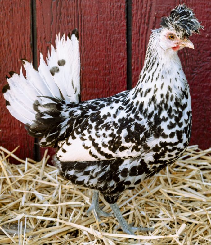 Silver Spangled Appenzeller Spitzhauben Hen