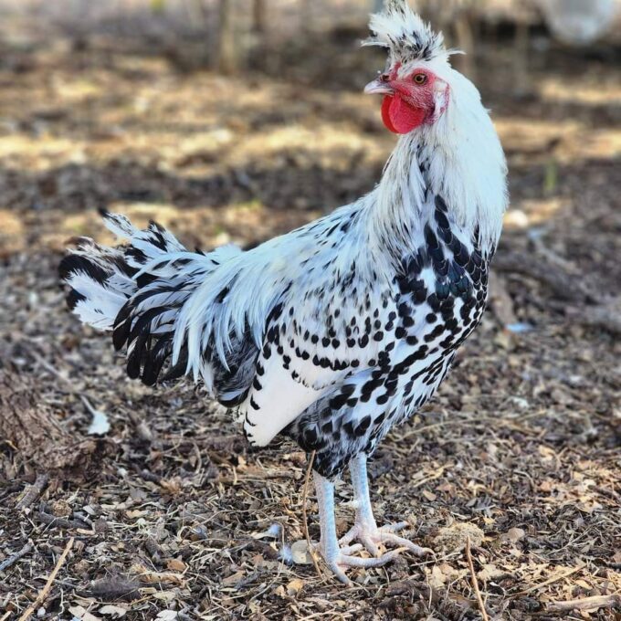 Silver Spangled Spitzhauben