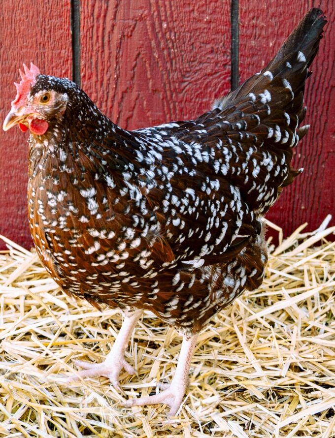 Speckled Sussex Hen