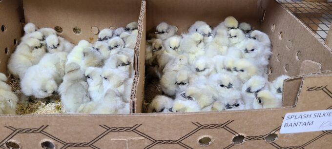 Splash Silkie