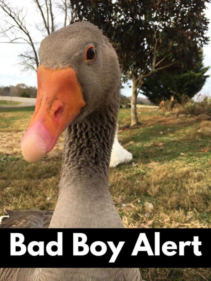 Toulouse Geese