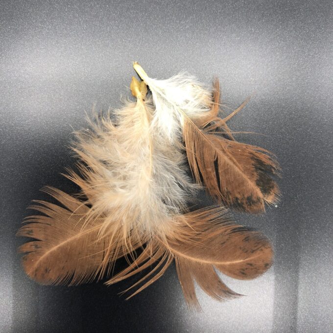 Turken Naked Neck feathers