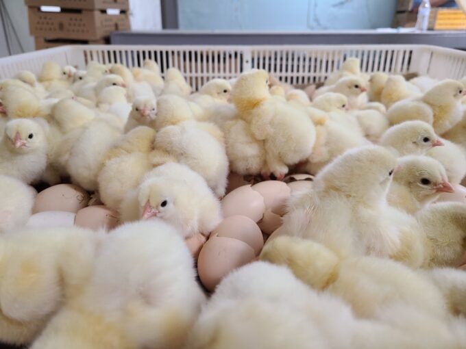 White Chantecler Chicks