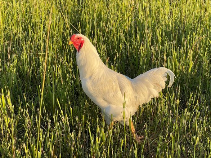 White Chantecler