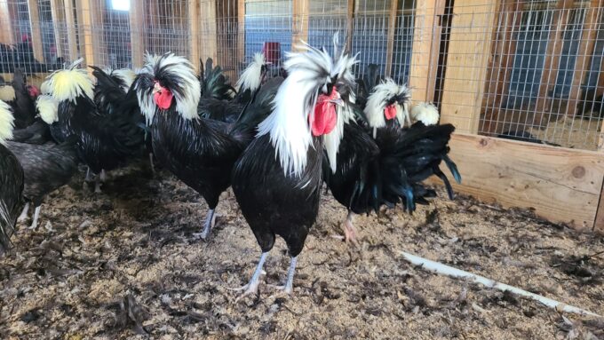 White Crested Polish Chicken