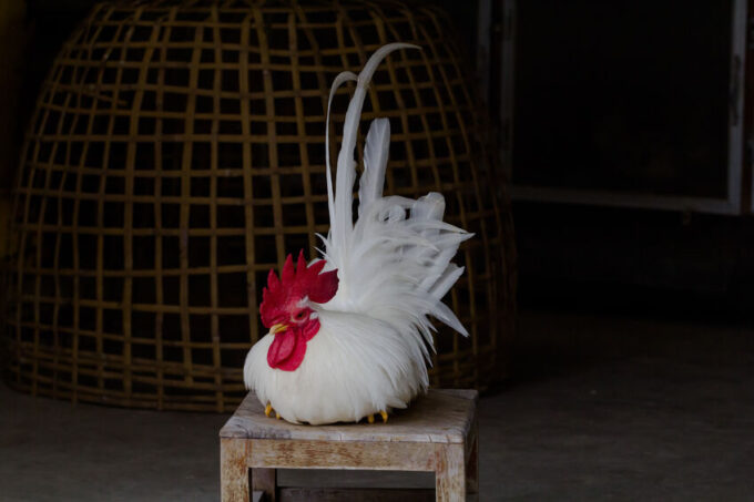 White Japanese Bantam