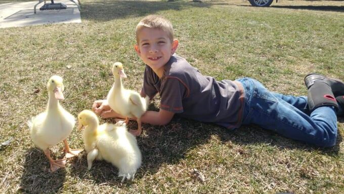 White Pekin Duck