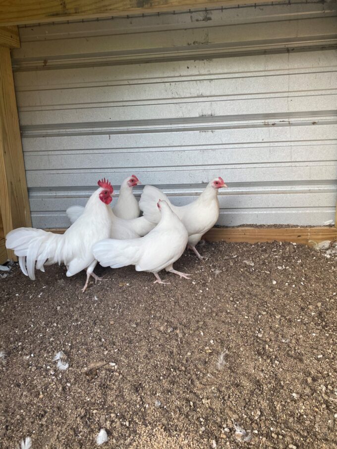 White old english bantam 7 months old