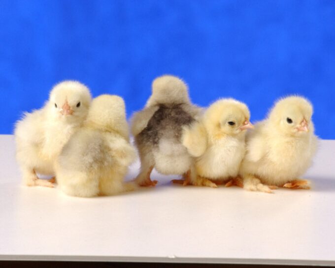 Day Old White Cochin Bantam Chick