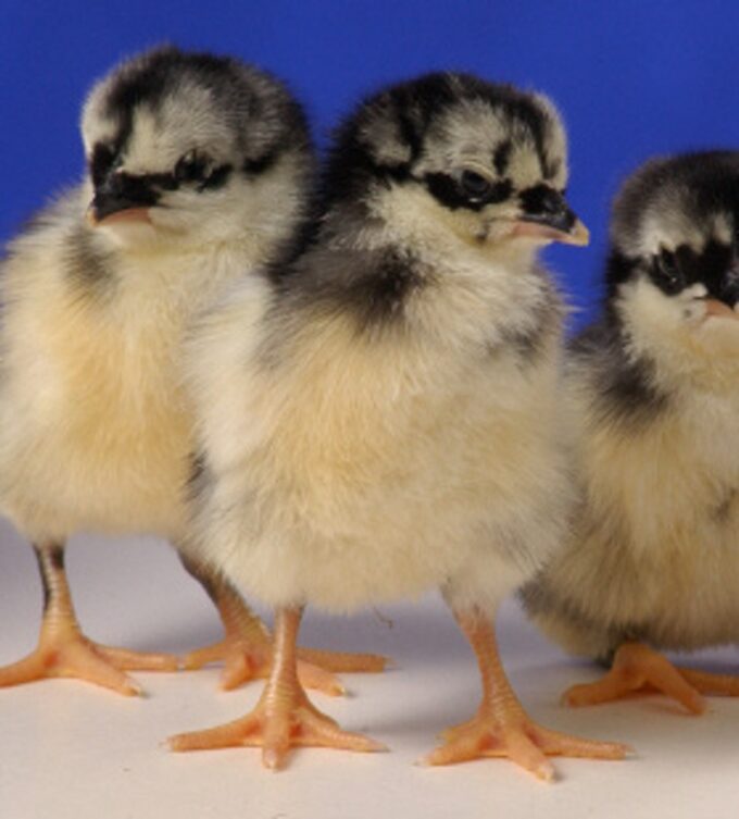 Day old Black Sumatra chicks