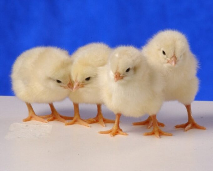 Cinnamon Queen™ Chicks Males