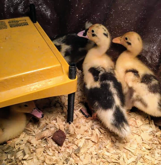 Three Ancona ducklings with yellow and black markings stand on wood shavings near a yellow brooder.