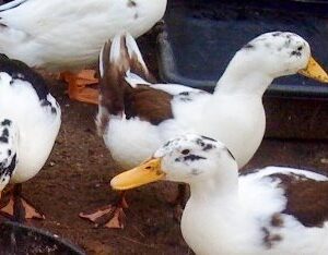 Rare Duck Trio-0