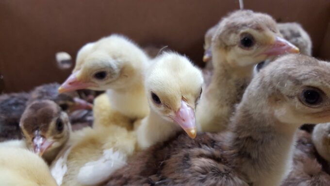 Assorted Peafowl Chicks with yellow and brown feathers huddle together in a cardboard box.