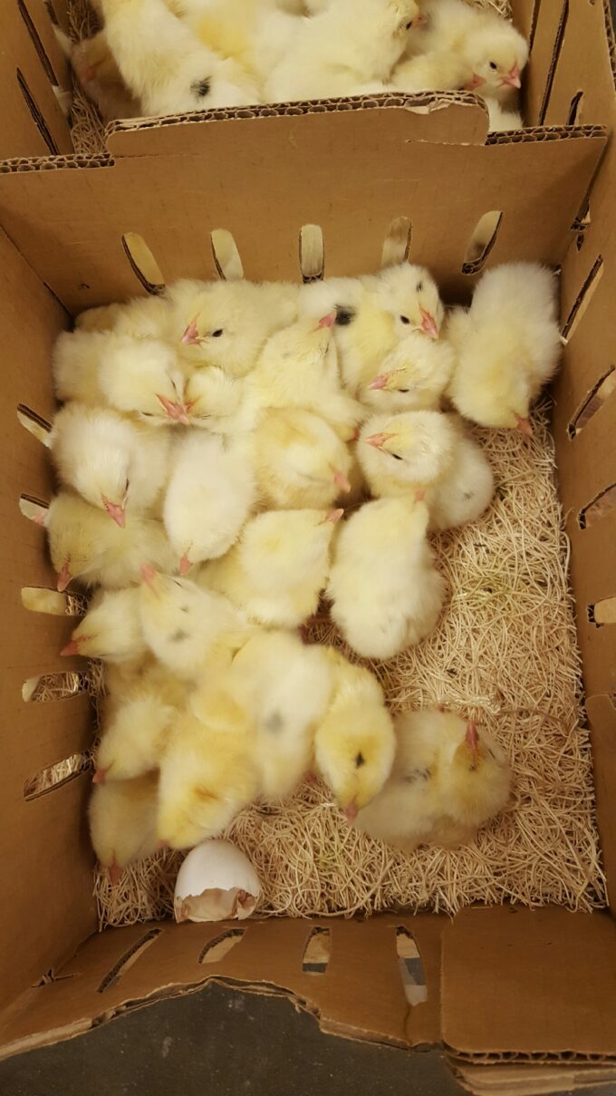 Austra White Chicks for Sale