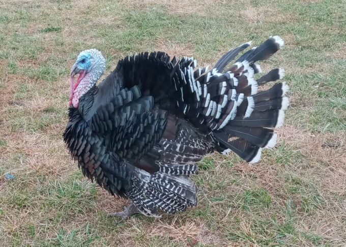 Broad Breasted Bronze Turkey