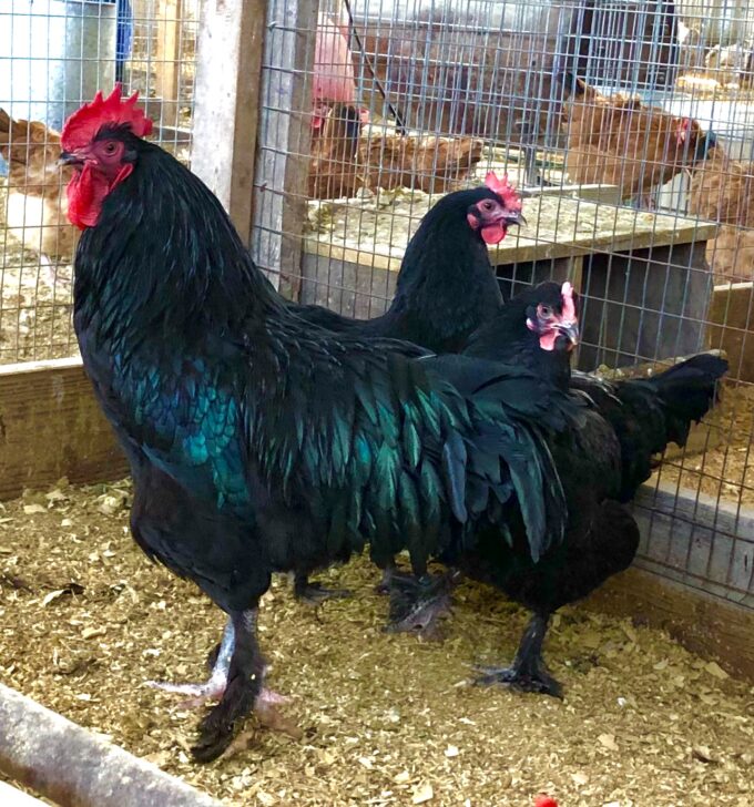 French Black Marans Chicken