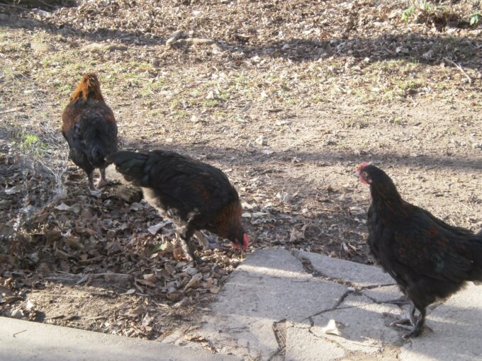 French Black Copper Marans Chicken