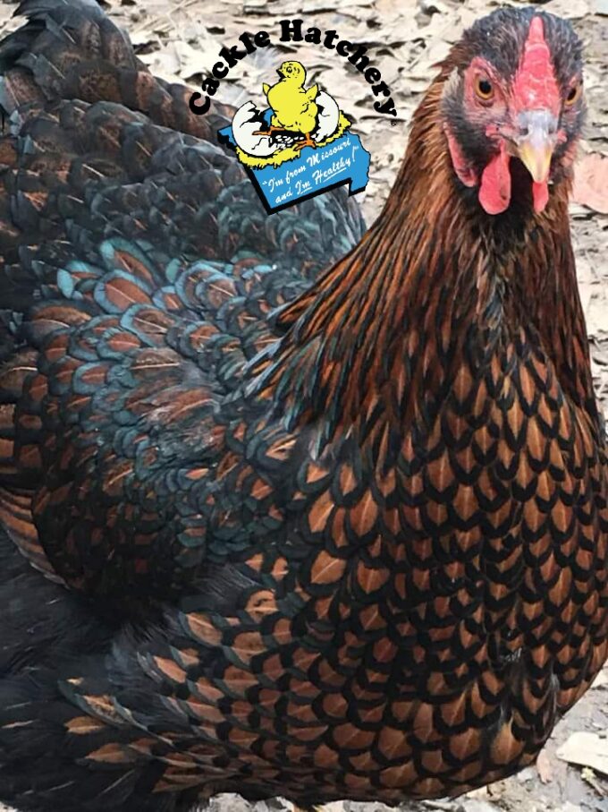 Black Laced Golden Wyandotte Chicken