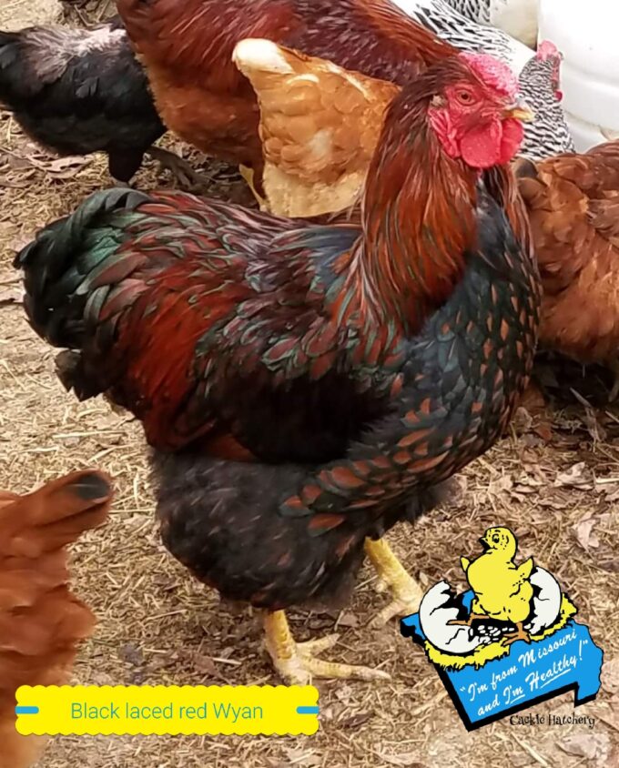 Black Laced Red Wyandotte Chicken