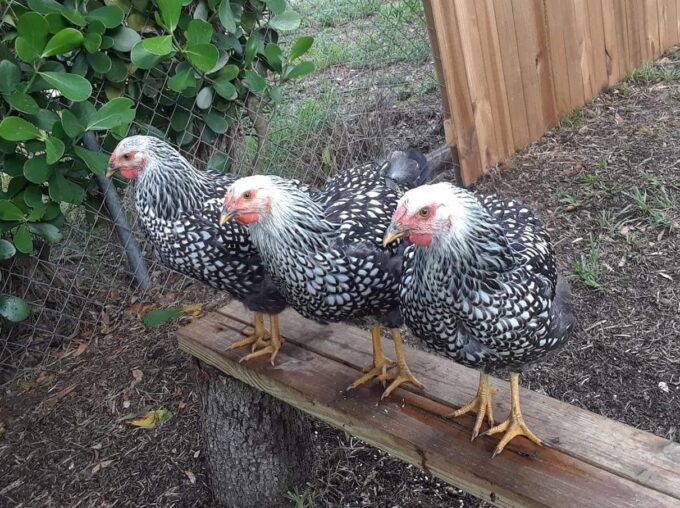 Black Laced Silver Wyandotte Chicken