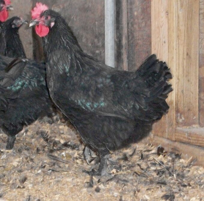French Black Marans Chickens