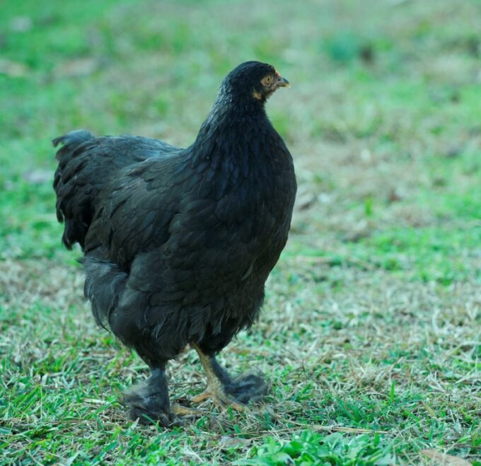 French Black Marans Chicken