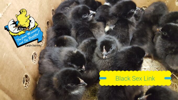 Black Sex Link Chicks