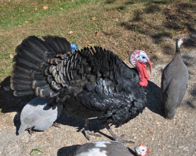Black Spanish Turkeys