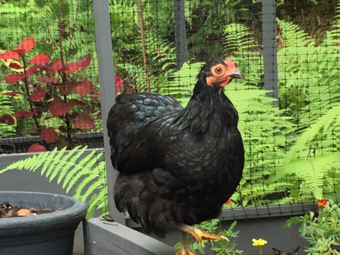 Black Wyandotte Bantam Photo By Dianna Holubec McArthur