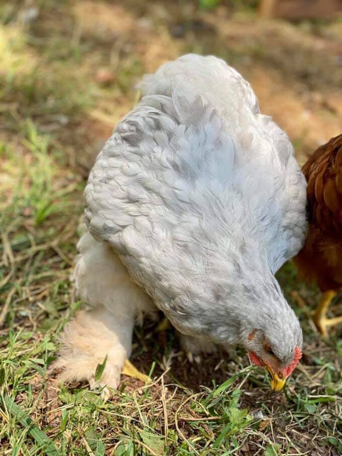 Splash Cochin Standard Chicken