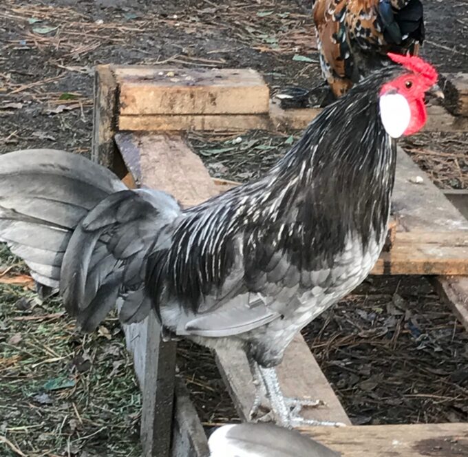 Blue Rosecomb Bantam Photo By Brenda Carter