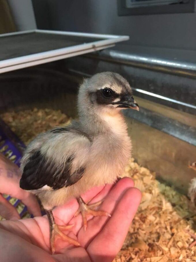 Blue Sumatra Chick