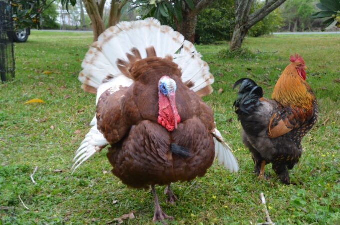 Bourbon Red Turkey