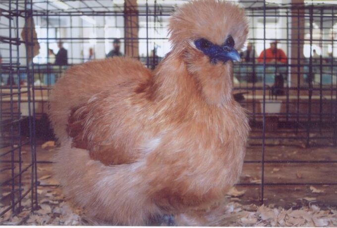 Bearded Buff Silkie Bantam Chicken Hen