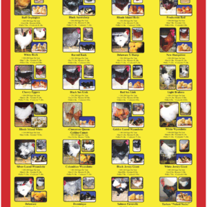 Cackle Hatchery®’s Brown Egg Layer Chicken Breed Poster