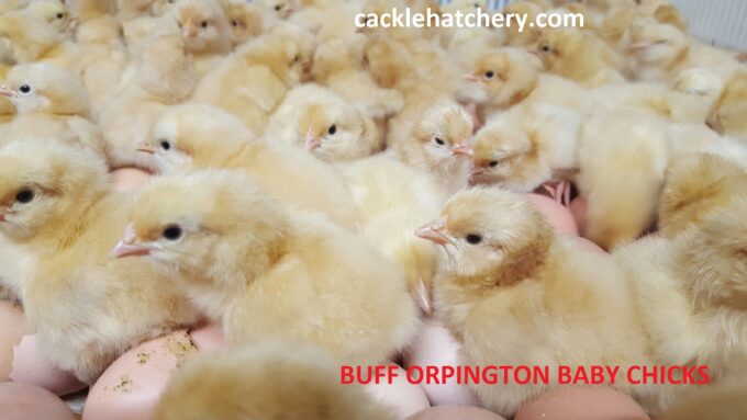 Buff Orpington chicks