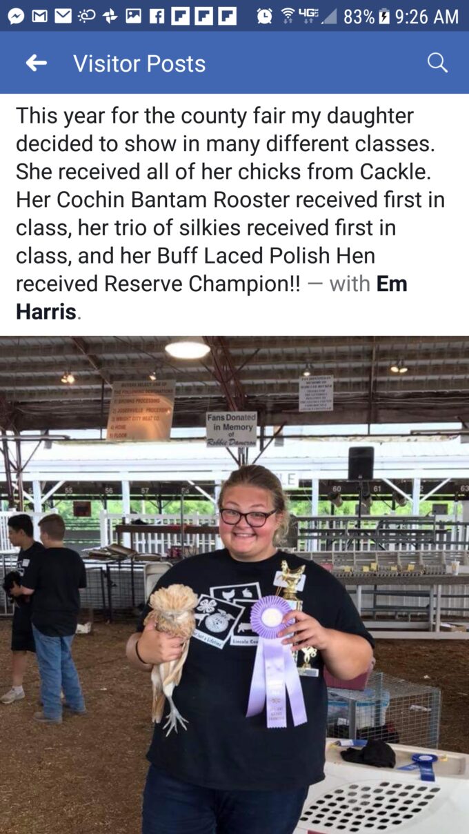 Buff Laced Polish Chicken