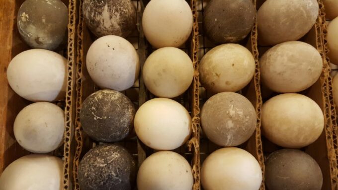 Cayuga Duck Eggs